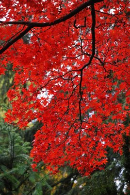 Acer palmatum 'Atropurpureum' - javor dlanitolistý - listy podzim (4)